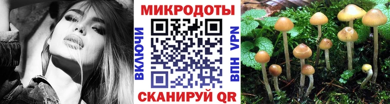 наркошоп  Бузулук  Псилоцибиновые грибы Psilocybine cubensis 